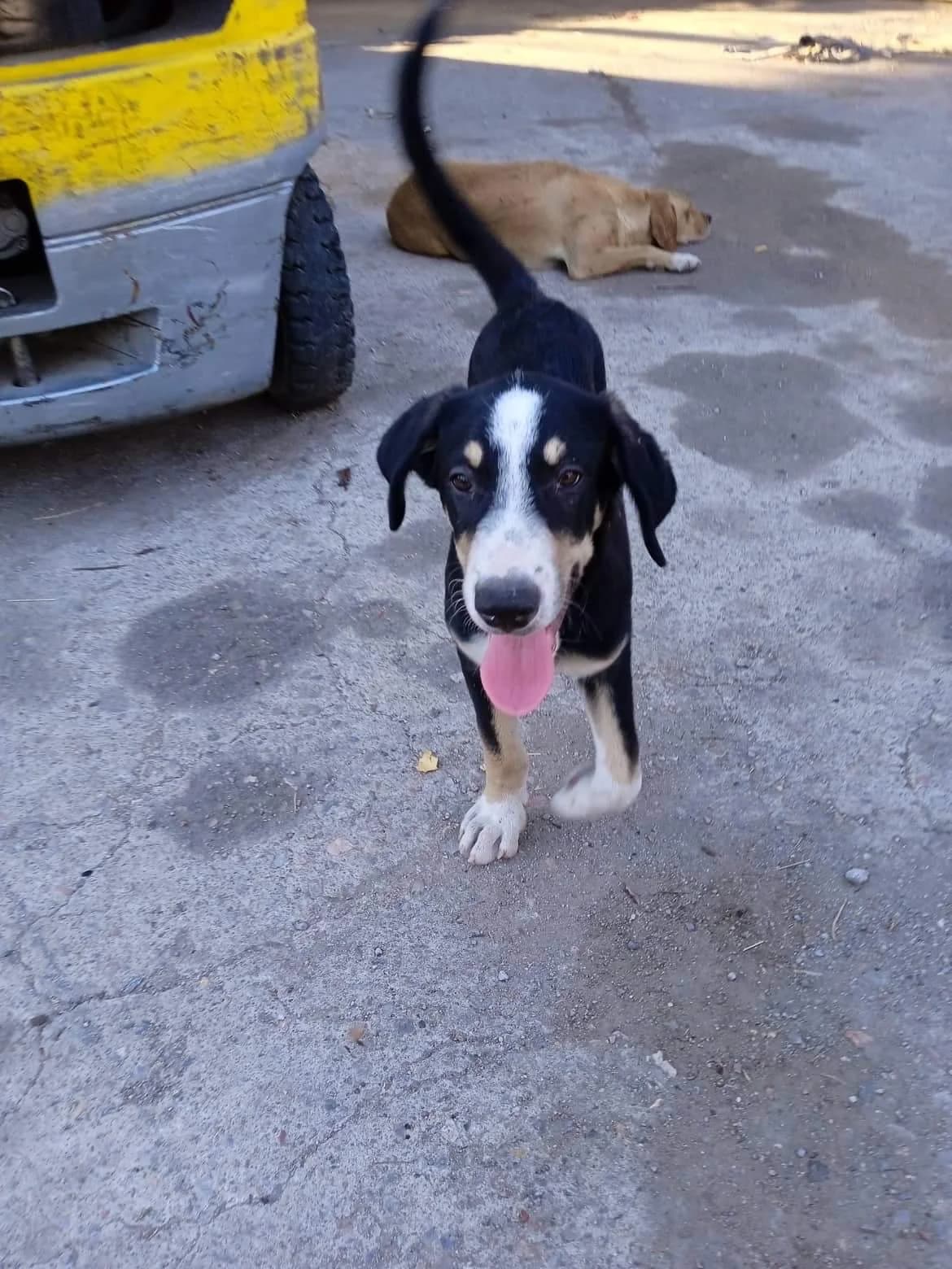 Bosco,  Mixed Breed for adoption at Zenias Tiere e.V.