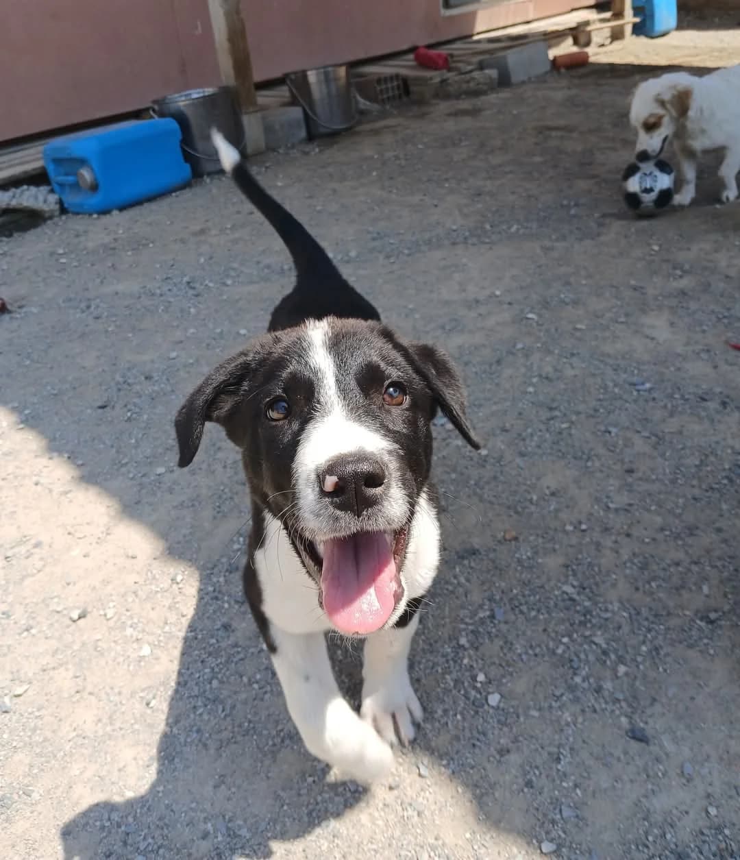 Bunny,  Mixed Breed for adoption at Zenias Tiere e.V.