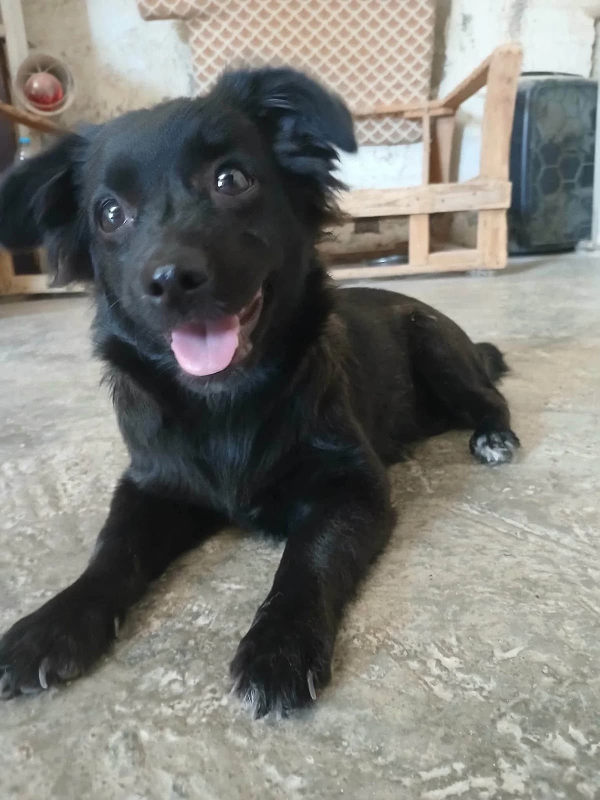 Chanel,  Mixed Breed for adoption at Zenias Tiere e.V.