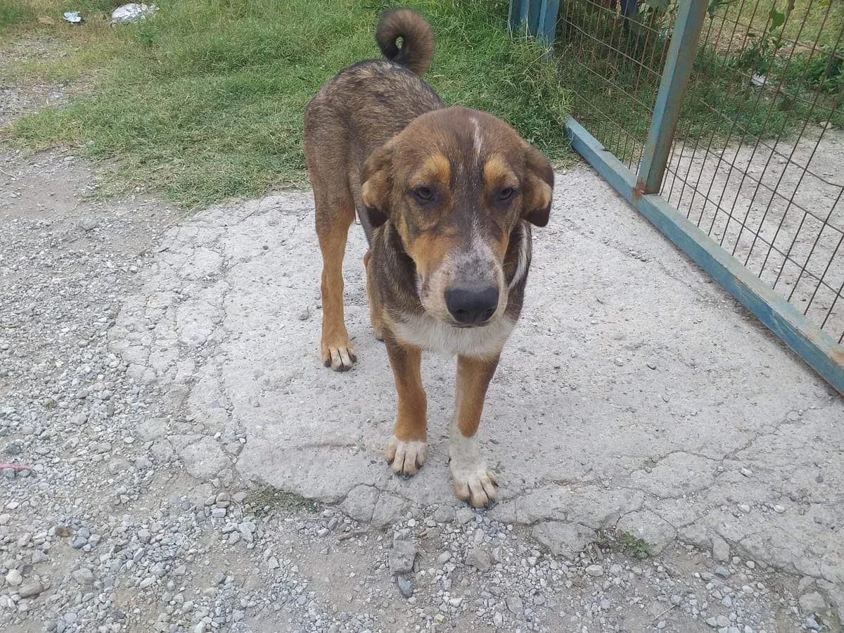 Cosmo,  Mixed Breed for adoption at Zenias Tiere e.V.