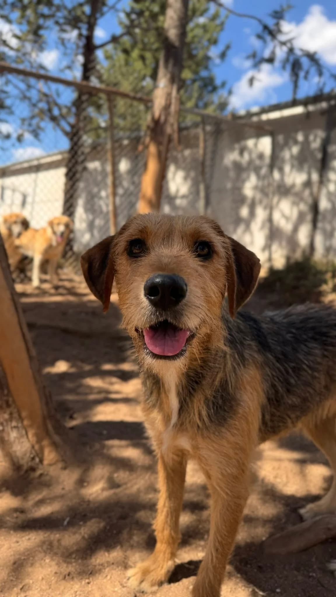 Fiene,  Mixed Breed for adoption at Zenias Tiere e.V.