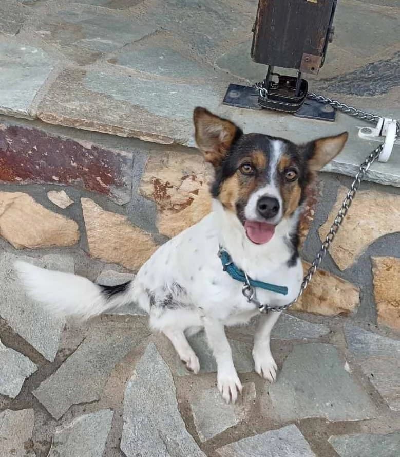 Hanna, female Mixed Breed for adoption at Zenias Tiere e.V.