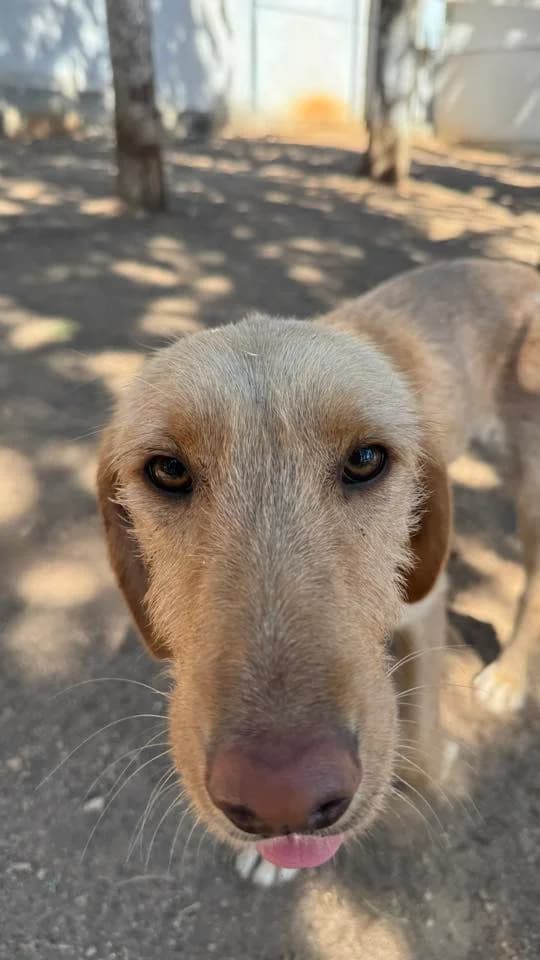 Hanne,  Mixed Breed for adoption at Zenias Tiere e.V.