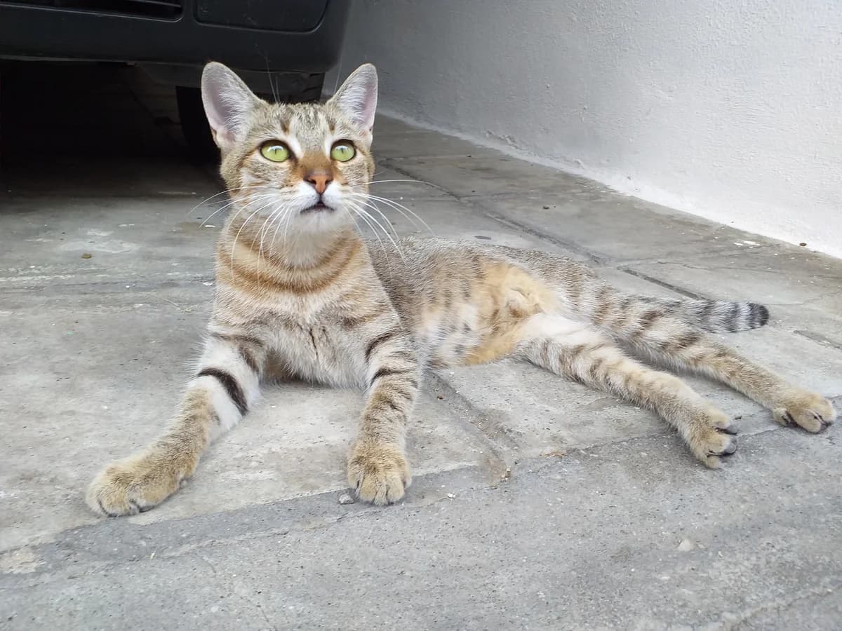 Ivy,  Mixed Breed for adoption at Zenias Tiere e.V.