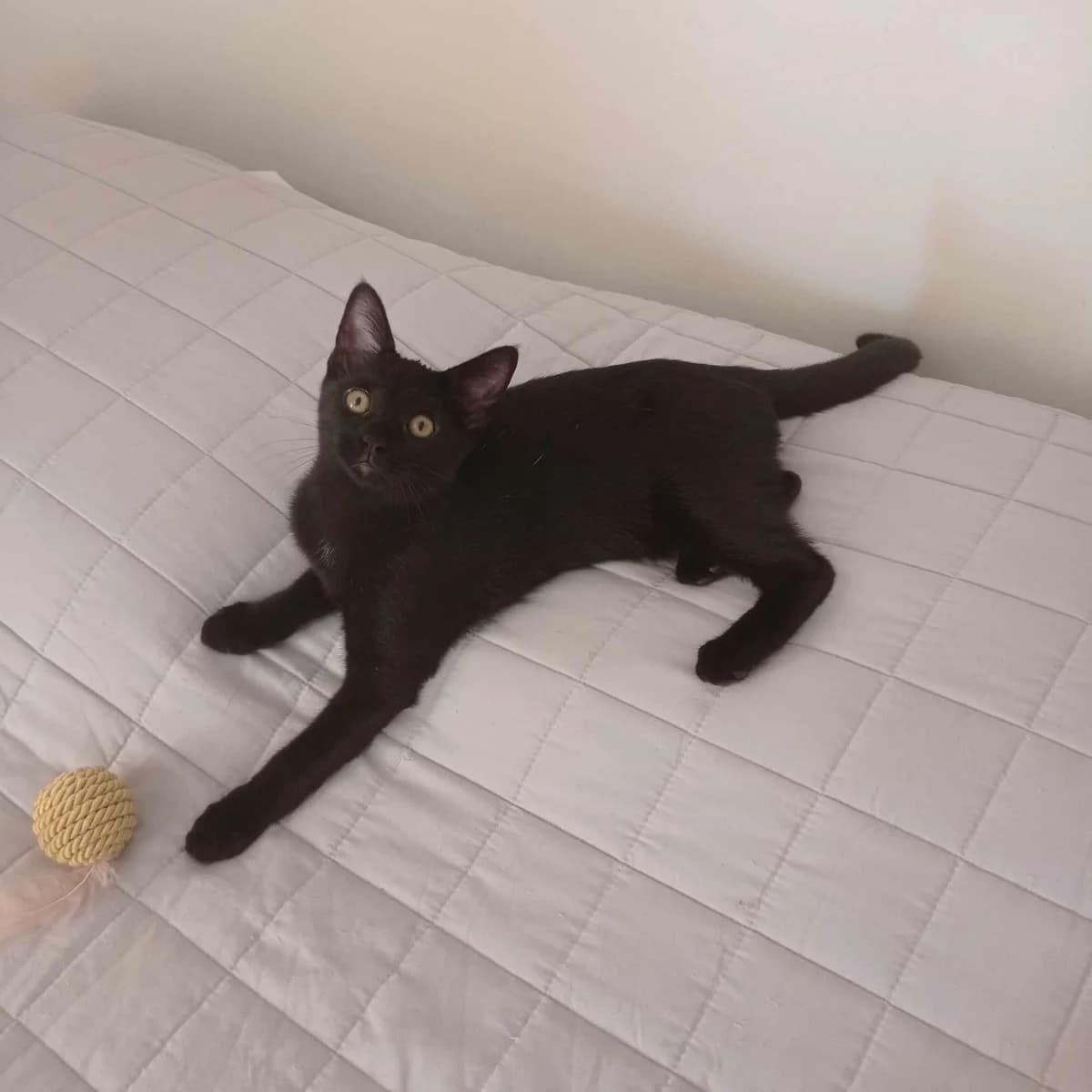 Izzy, female Mixed Breed for adoption at Zenias Tiere e.V.