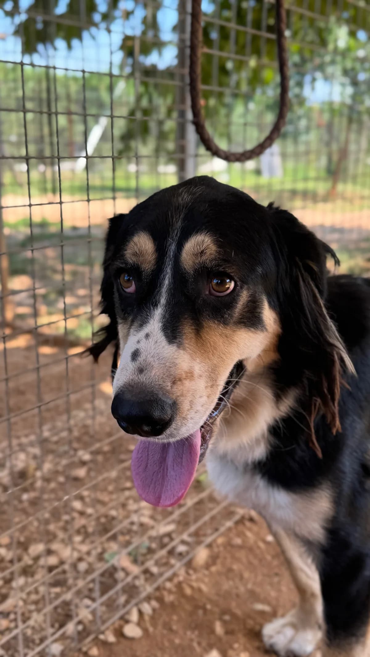 Kolja,  Mixed Breed for adoption at Zenias Tiere e.V.
