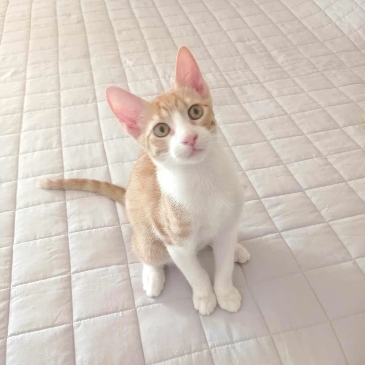 Larry, male Mixed Breed for adoption at Zenias Tiere e.V.