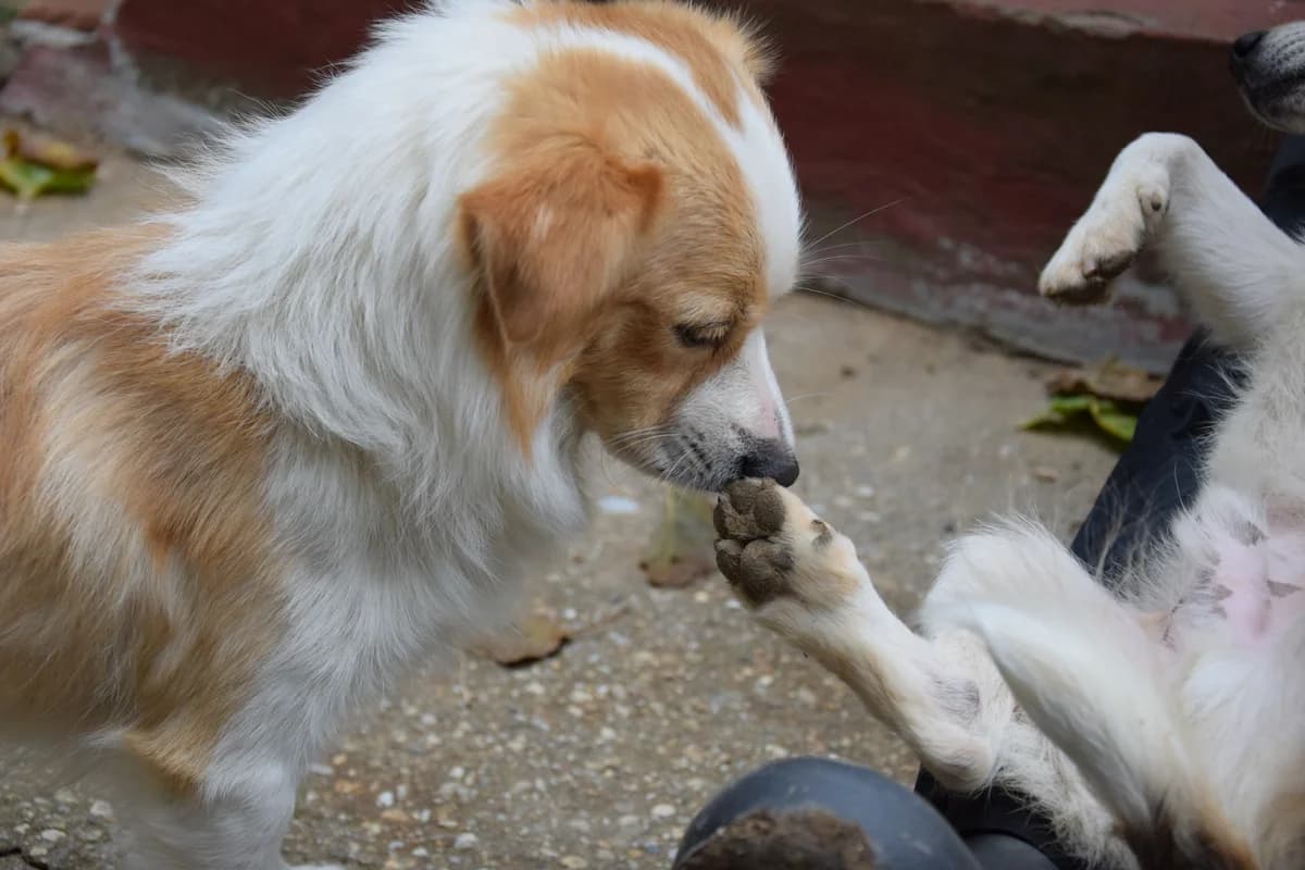 Lena,  Mixed Breed for adoption at Zenias Tiere e.V.