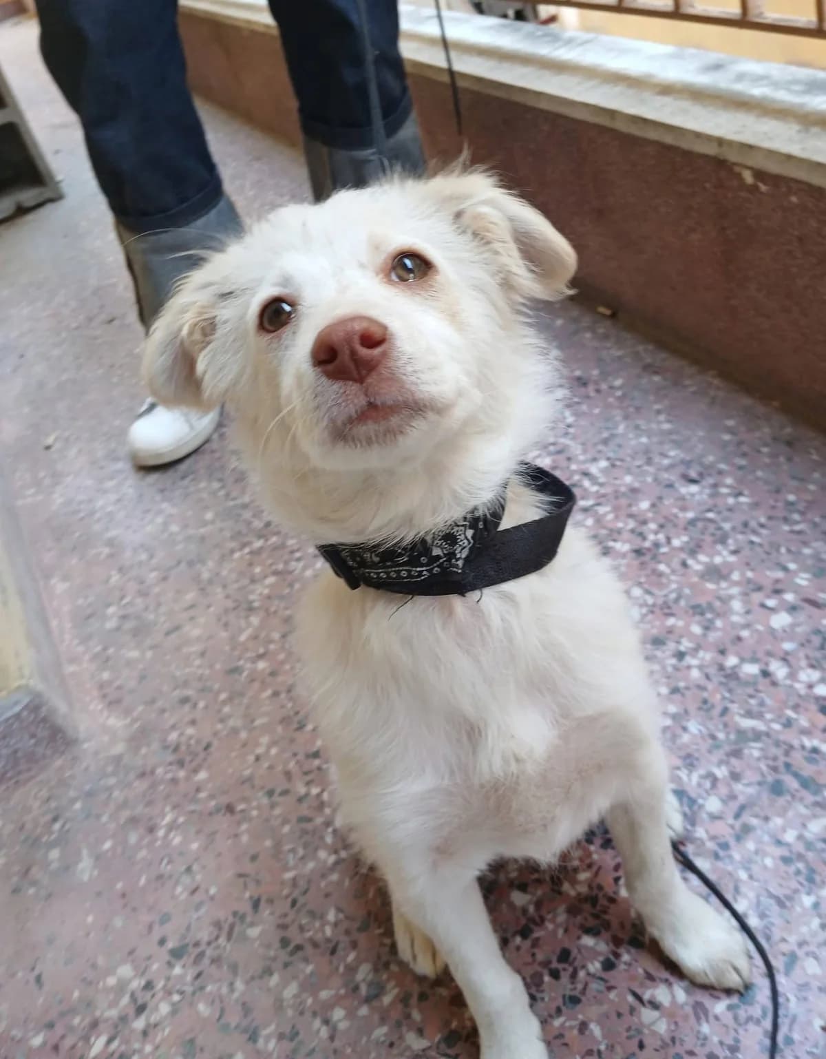 Lucas, male Mixed Breed for adoption at Zenias Tiere e.V.