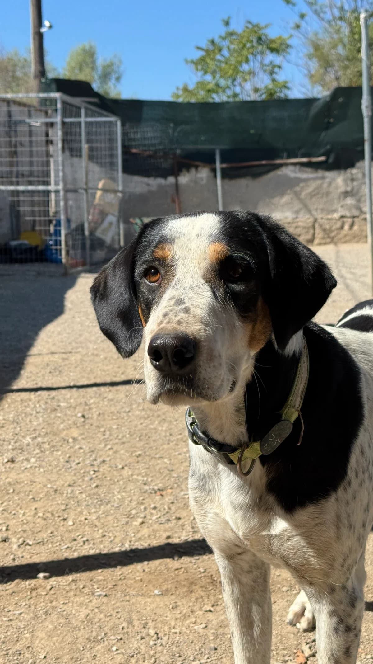 Luke,  Mixed Breed for adoption at Zenias Tiere e.V.