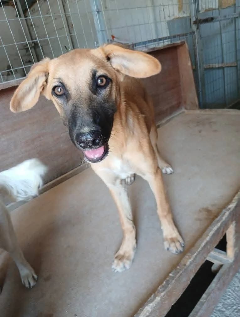 Luna,  Mixed Breed for adoption at Zenias Tiere e.V.