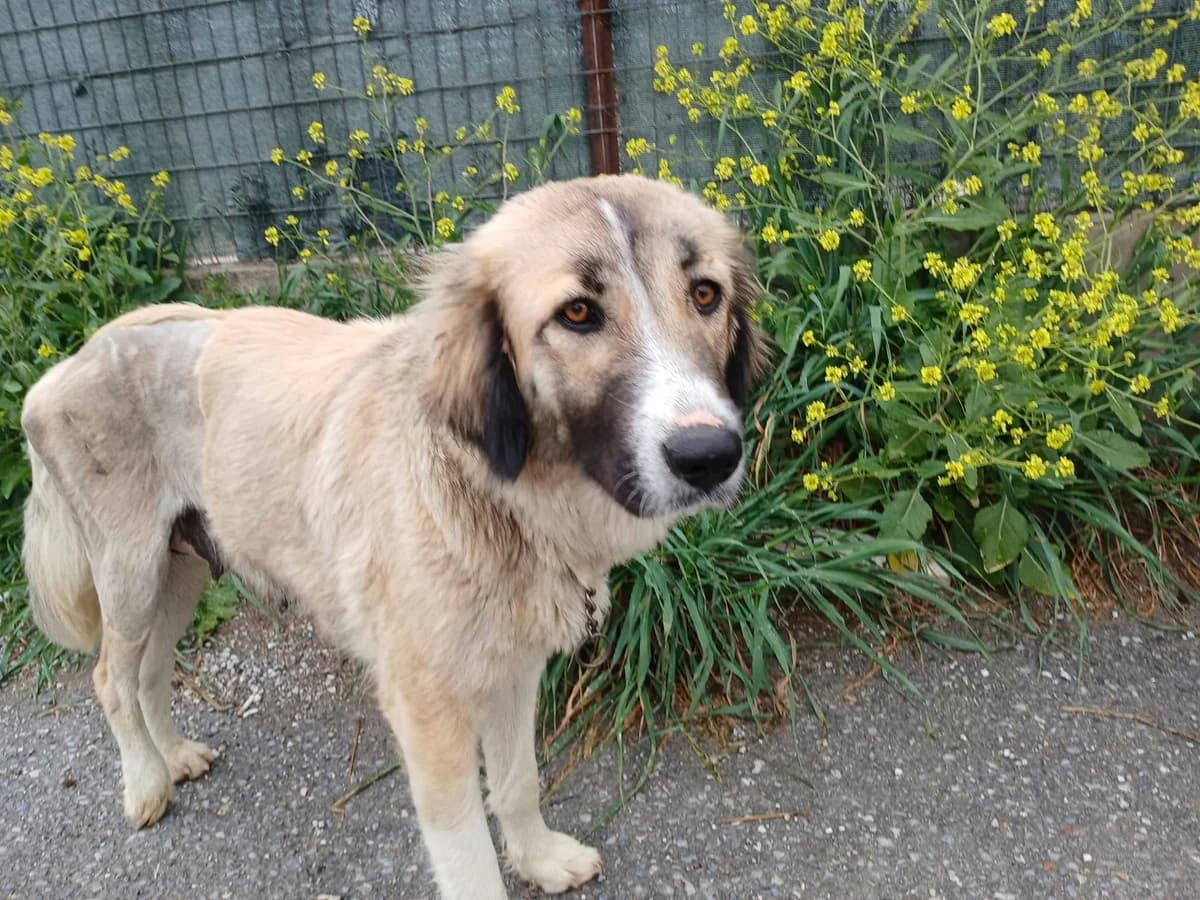 Maika, female Mixed Breed for adoption at Zenias Tiere e.V.