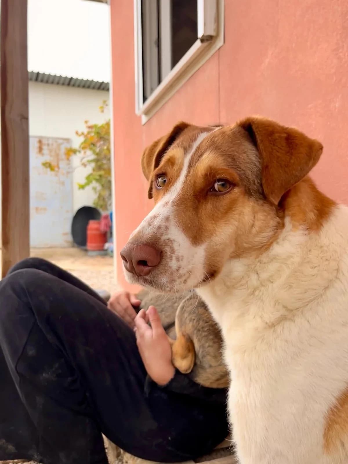 Milo, male Mixed Breed for adoption at Zenias Tiere e.V.