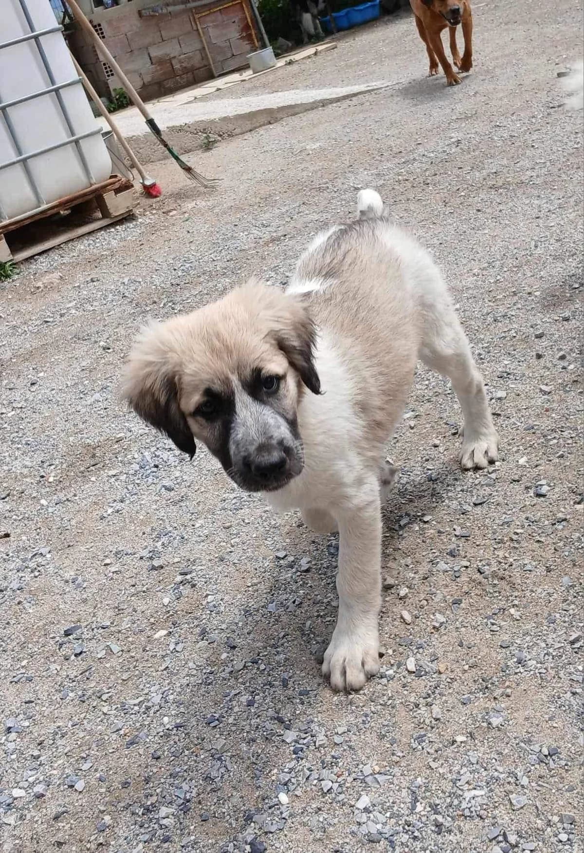 Nala, female Mixed Breed for adoption at Zenias Tiere e.V.