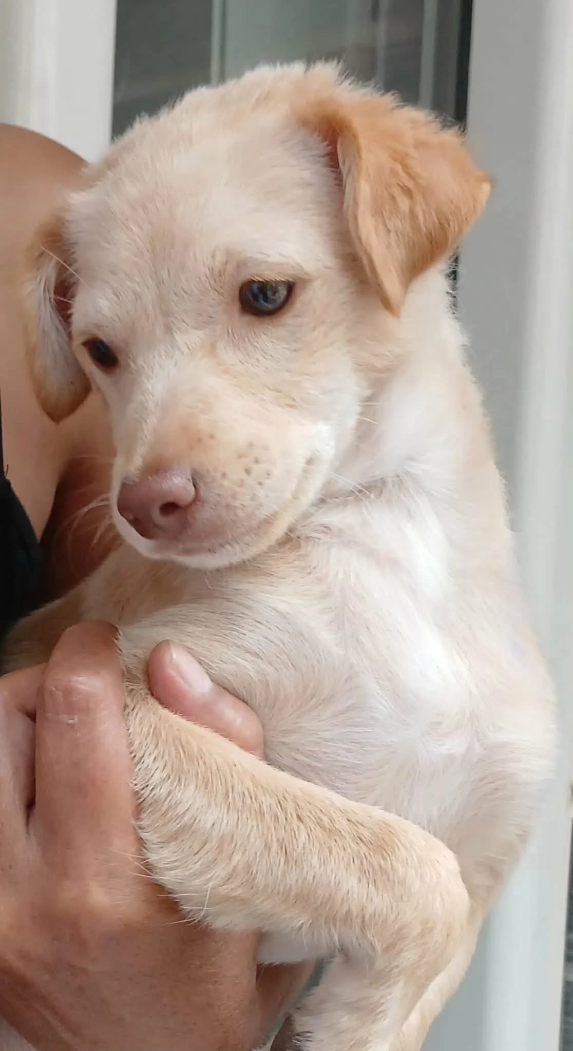 Nelly, female Mixed Breed for adoption at Zenias Tiere e.V.