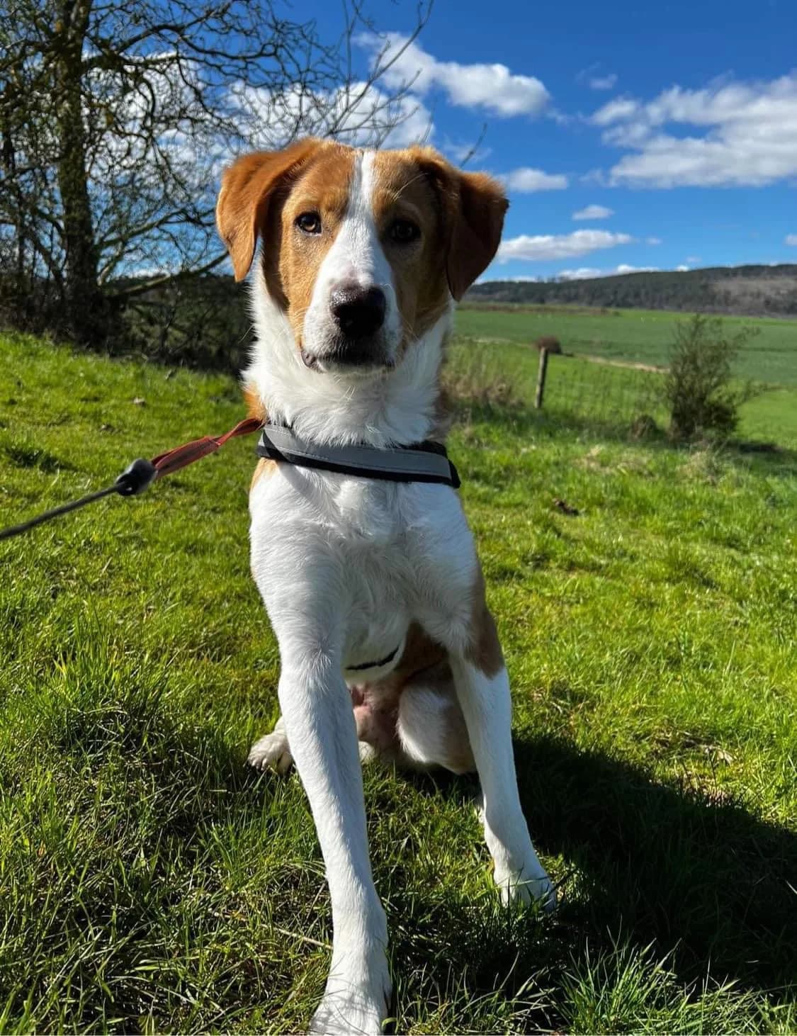 Nikos, male Mixed Breed for adoption at Zenias Tiere e.V.