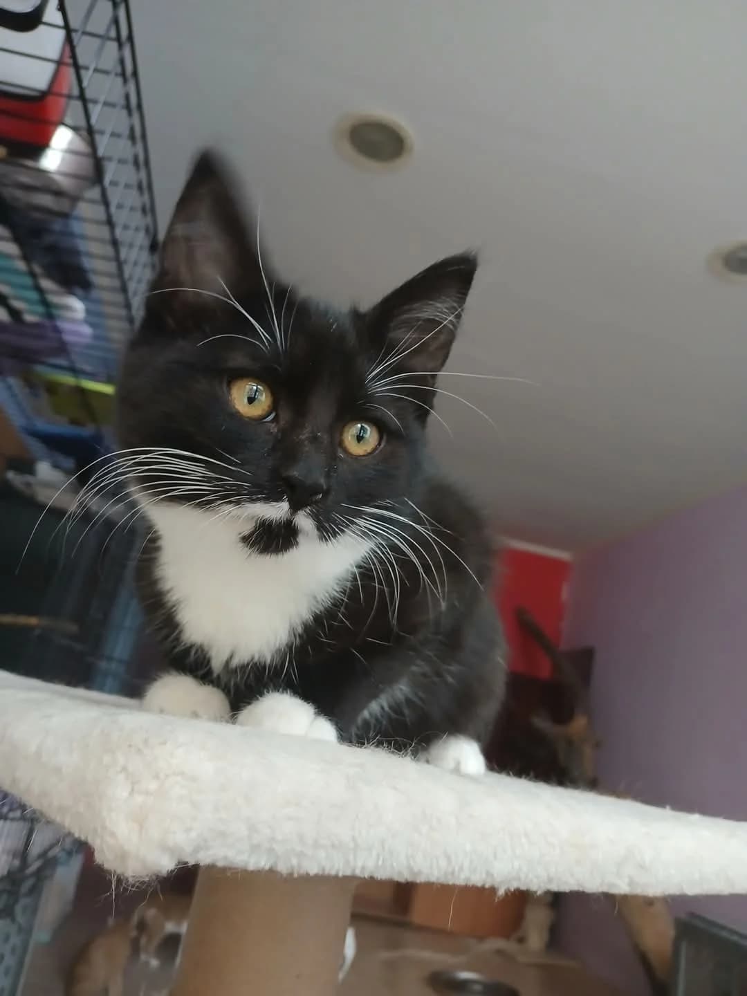 Odin, male Mixed Breed for adoption at Zenias Tiere e.V.