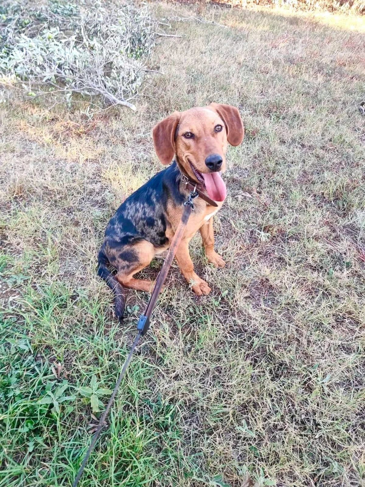 Oscar, male Mixed Breed for adoption at Zenias Tiere e.V.
