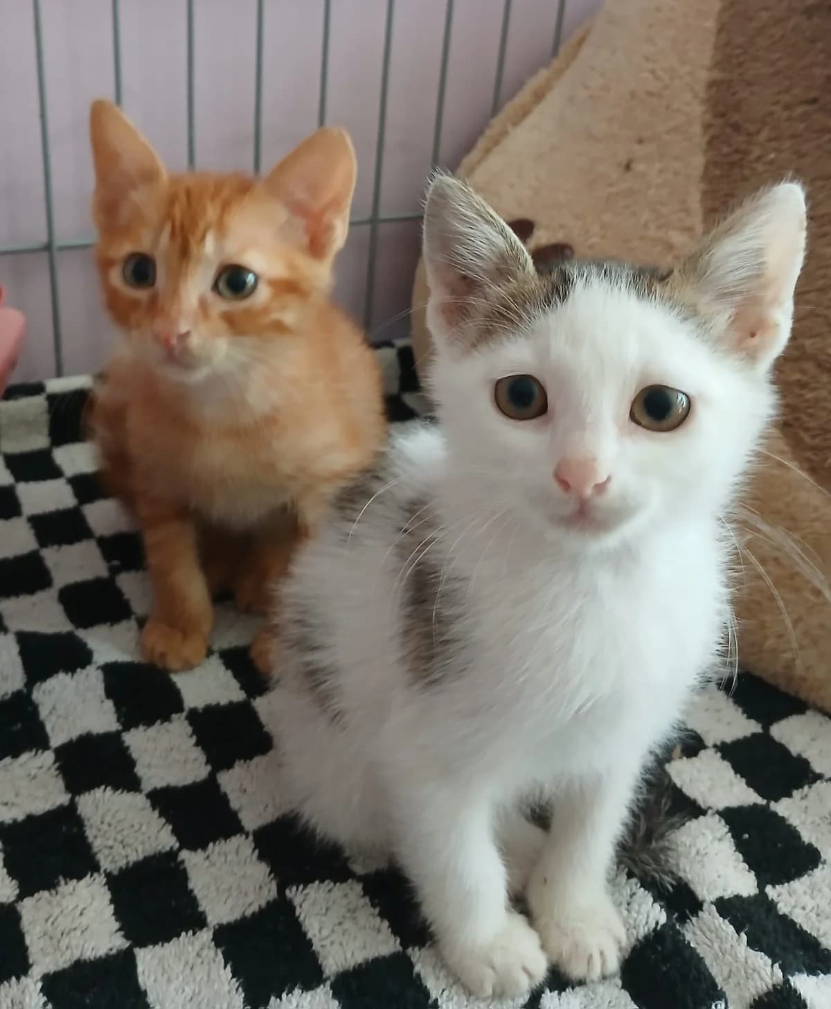 Pit, male Mixed Breed for adoption at Zenias Tiere e.V.