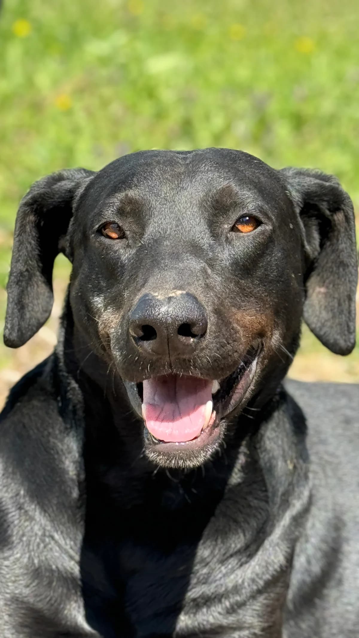 Punto,  Mixed Breed for adoption at Zenias Tiere e.V.