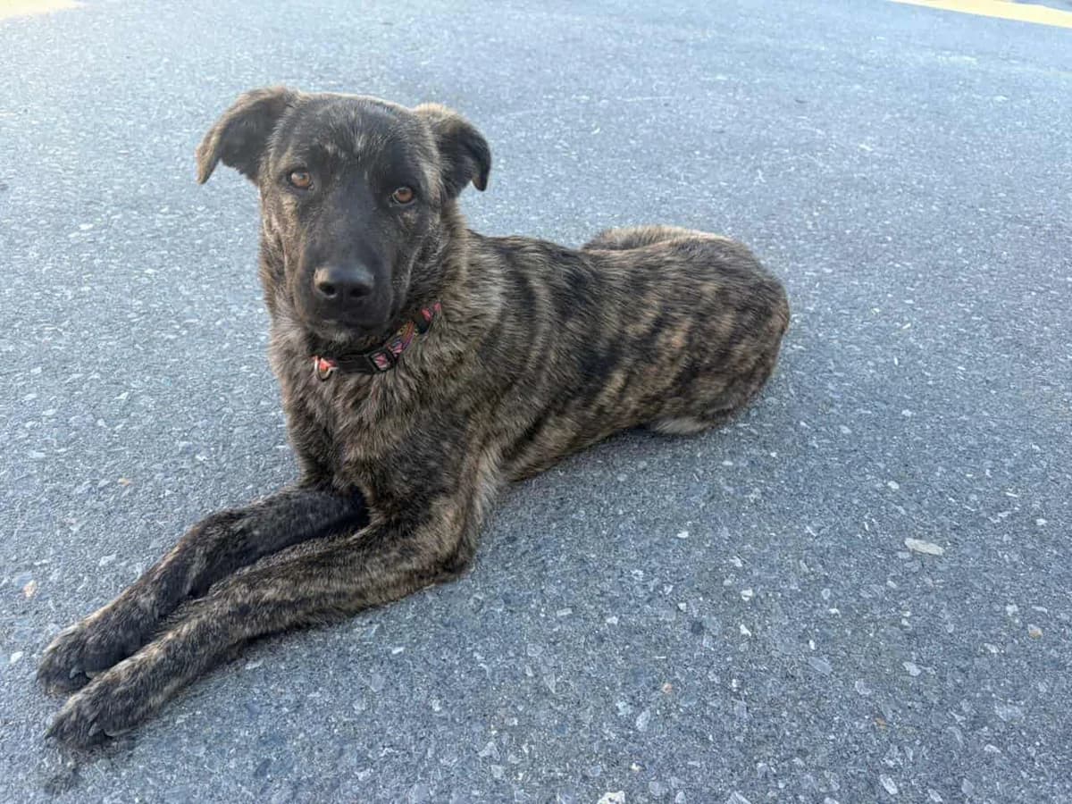 Roula,  Mixed Breed for adoption at Zenias Tiere e.V.