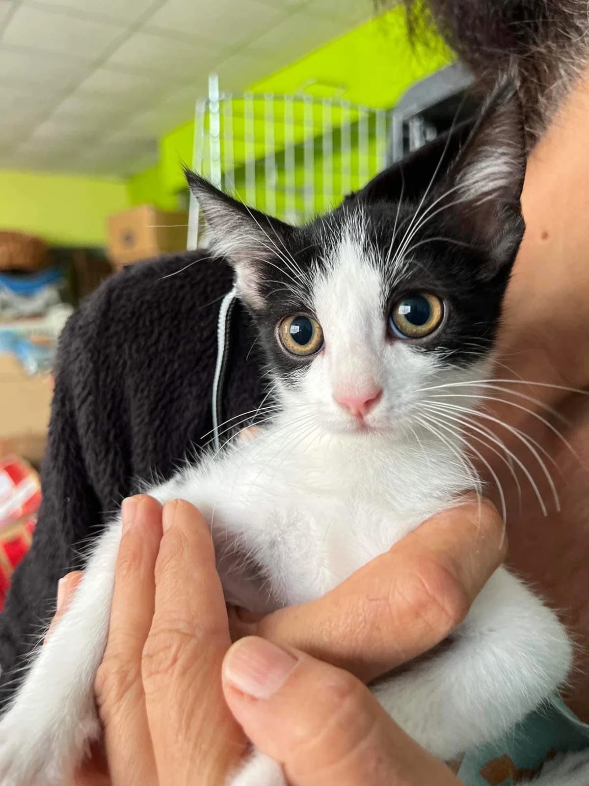 Susi, female Mixed Breed for adoption at Zenias Tiere e.V.