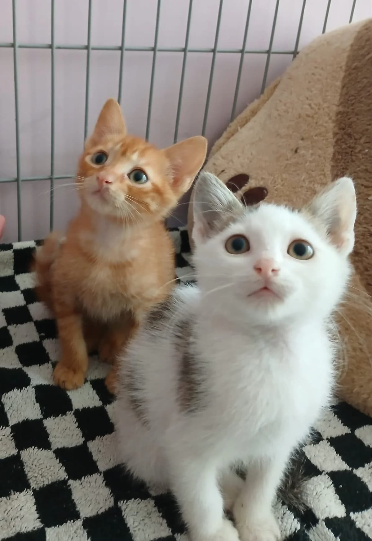 Tobi, male Mixed Breed for adoption at Zenias Tiere e.V.