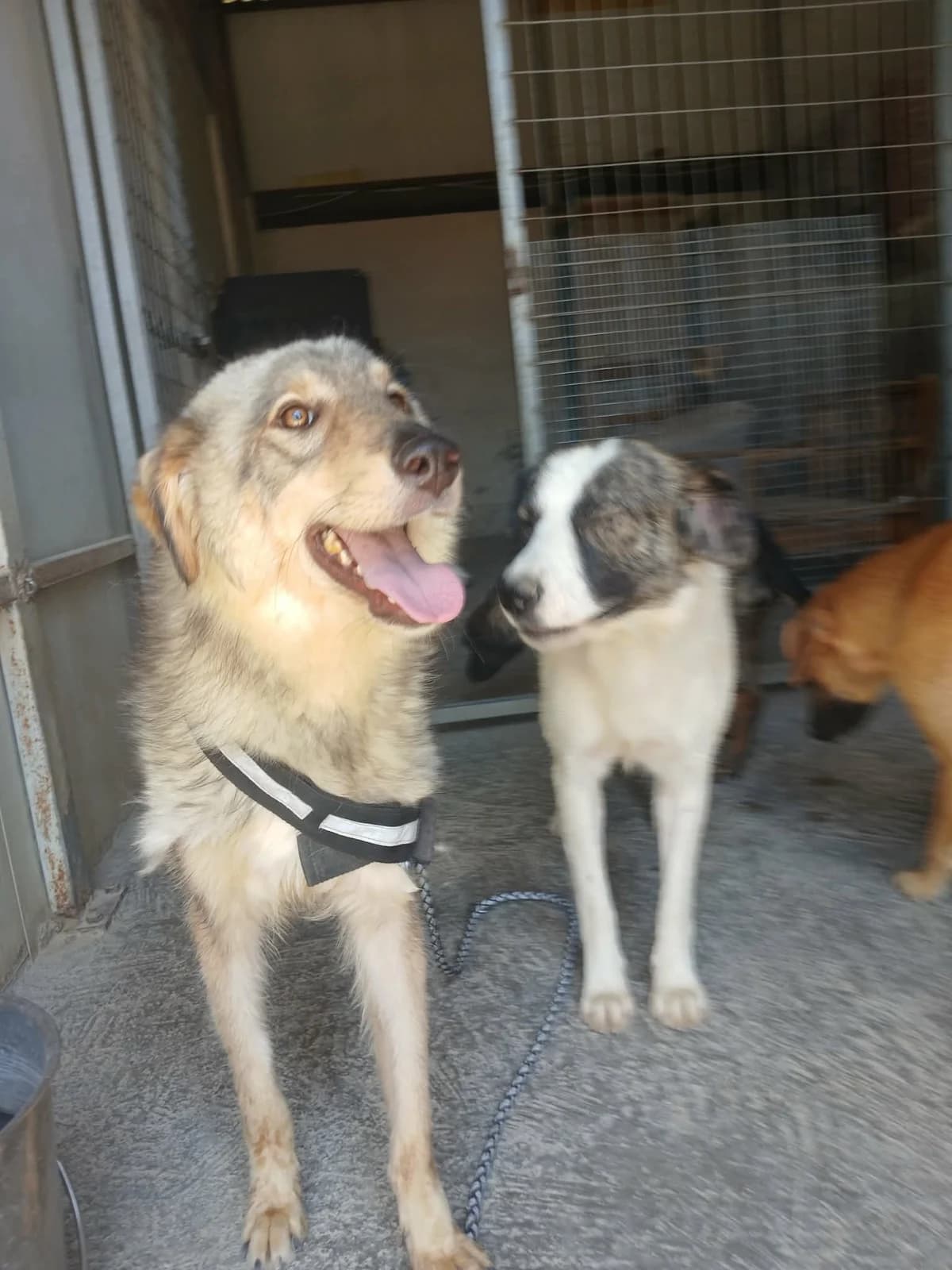 W, Mixed Breed (Zenias Tiere e.V.)