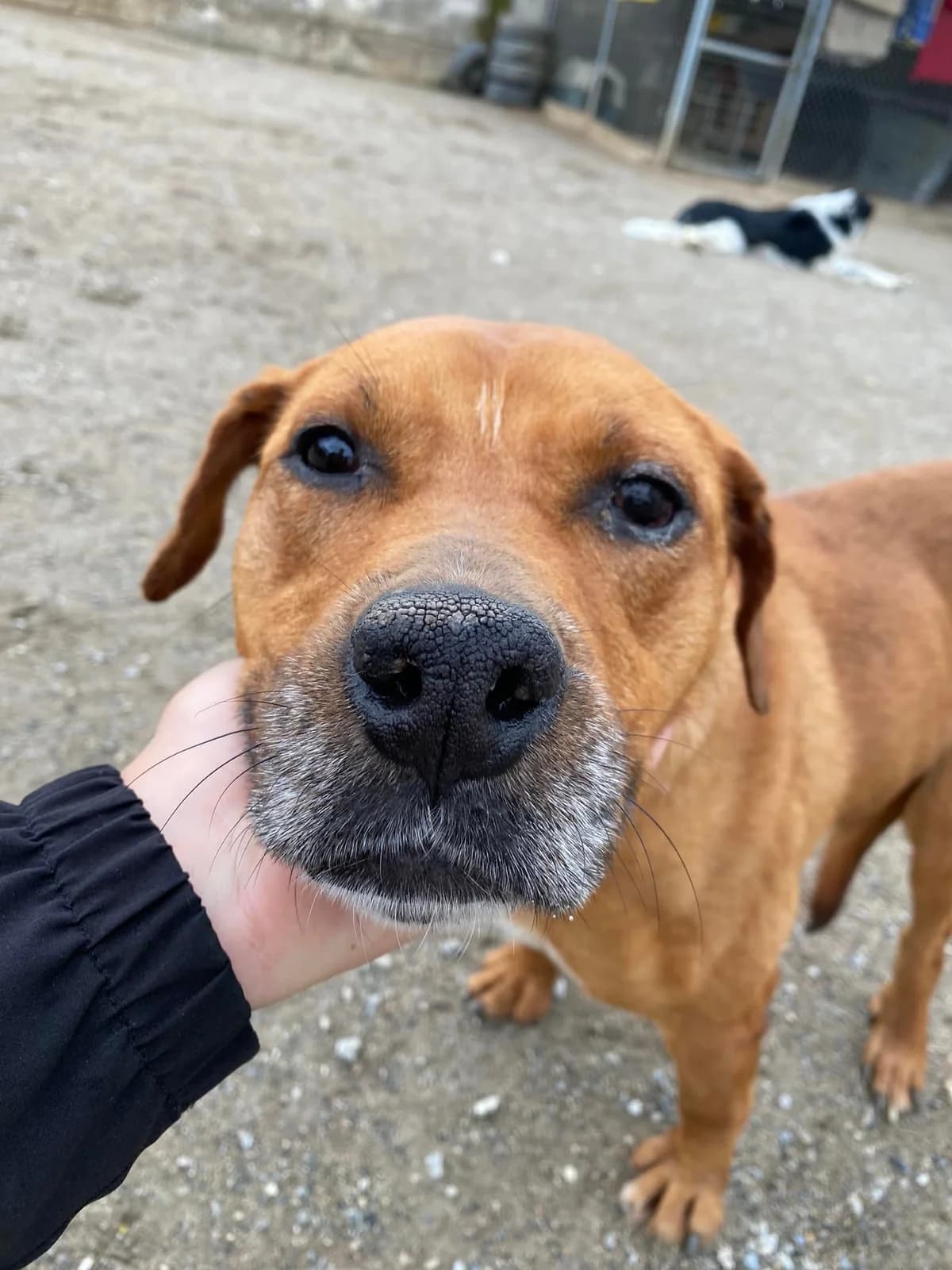 Ysara, female Mixed Breed for adoption at Zenias Tiere e.V.