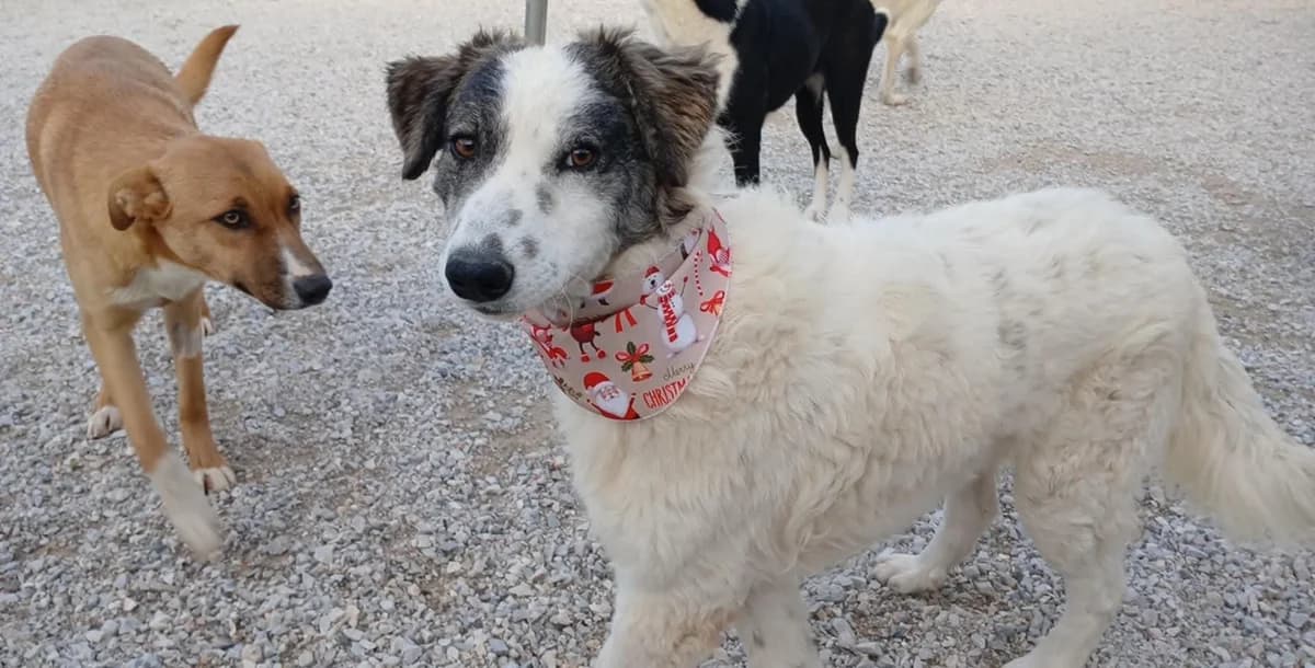 Zora,  Mixed Breed for adoption at Zenias Tiere e.V.