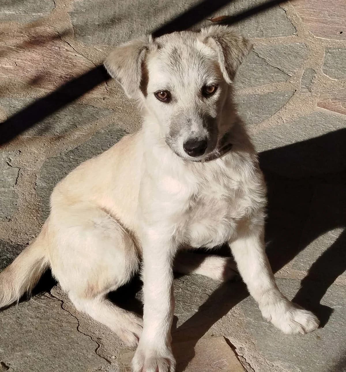 Anna, female young Mixed Breed for adoption at Zorro - Dogsavior, Aerzen
