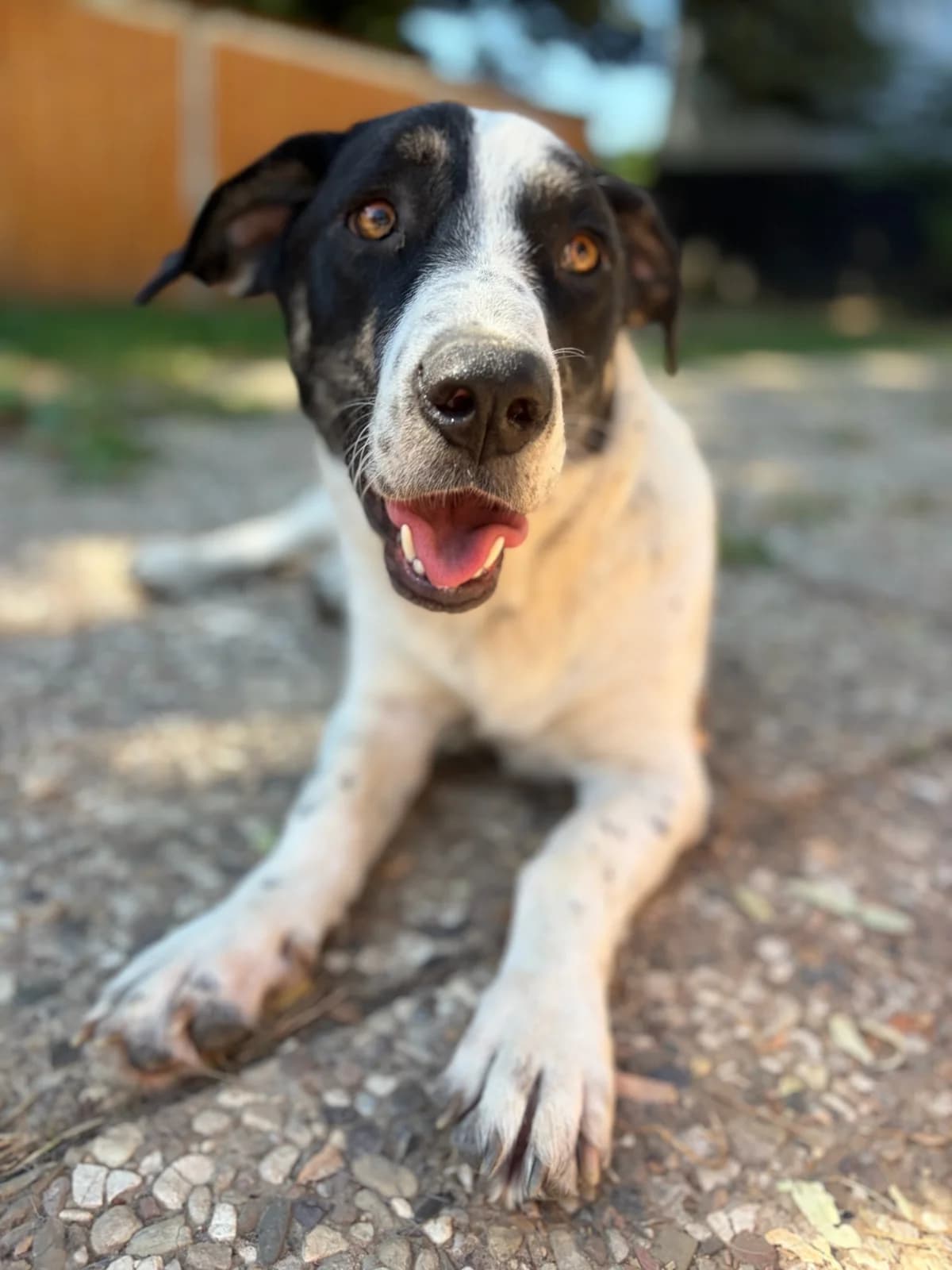 Apollo, male young Mixed Breed for adoption at Zorro - Dogsavior, Aerzen