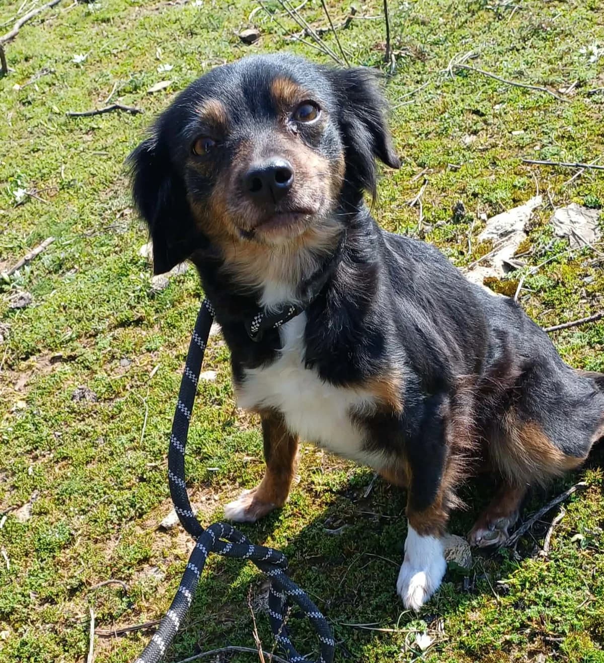 Charoula, female 4yo Mixed Breed for adoption at Zorro - Dogsavior, Aerzen