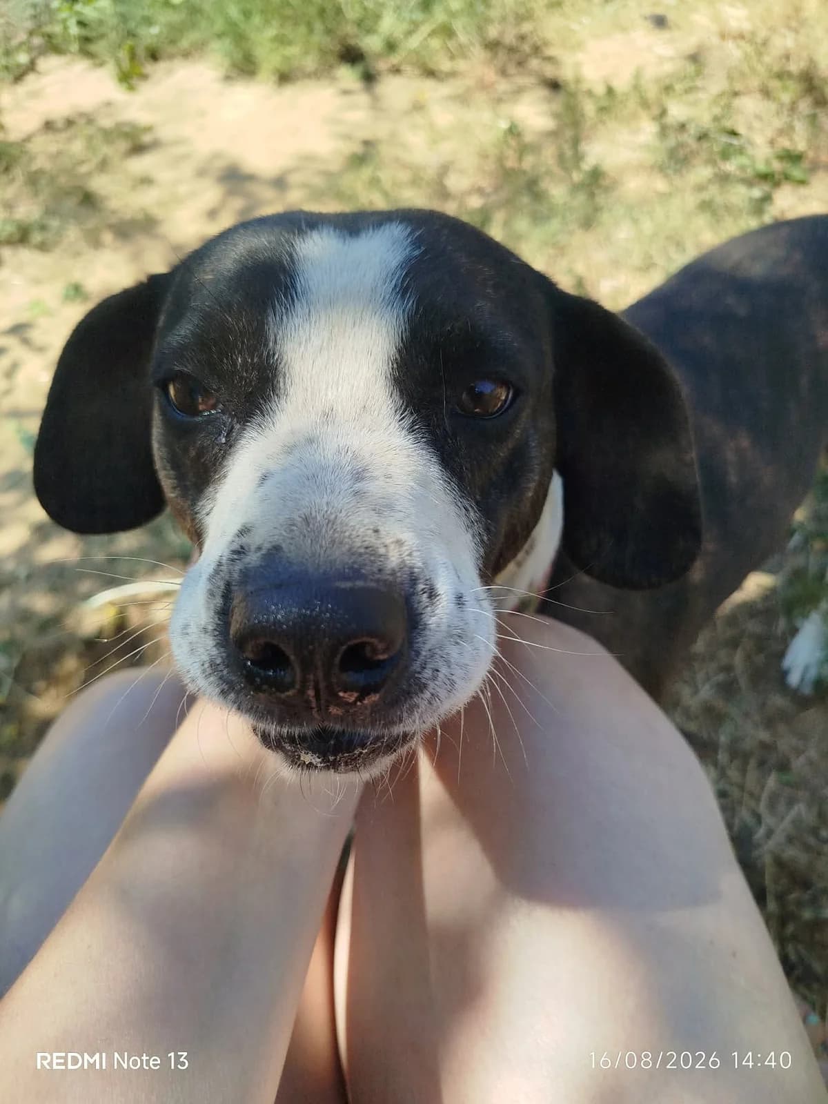 Claire, female 7yo Mixed Breed for adoption at Zorro - Dogsavior, Aerzen