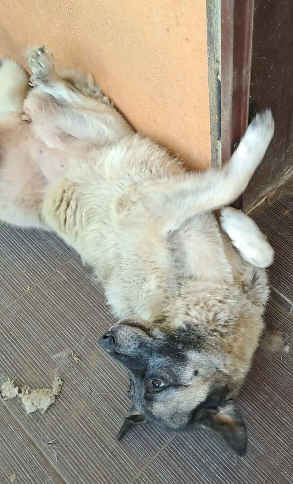 Eiris, female Mixed Breed for adoption at Zorro - Dogsavior, Aerzen