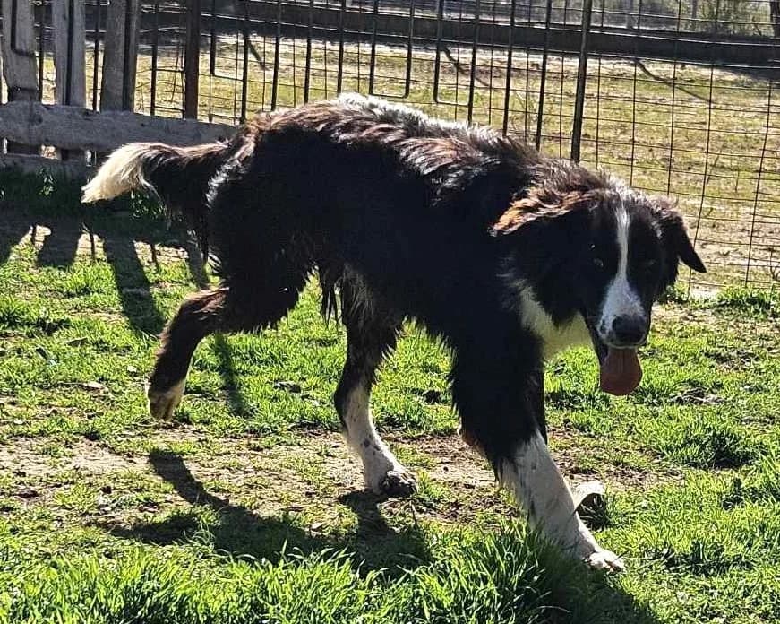 Gordon, male 3yo Mixed Breed for adoption at Zorro - Dogsavior, Aerzen