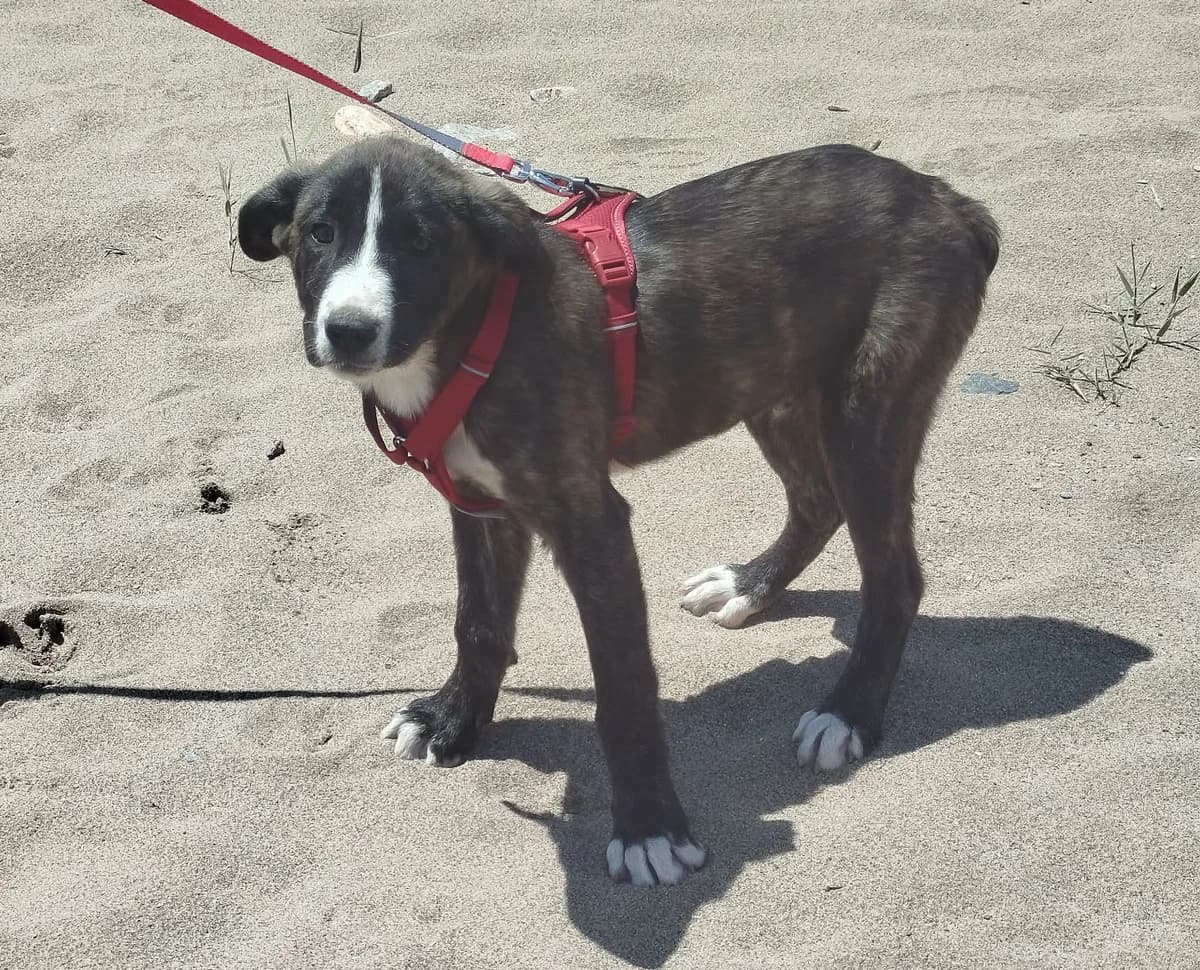 Kaio, male puppy Mixed Breed for adoption at Zorro - Dogsavior, Aerzen