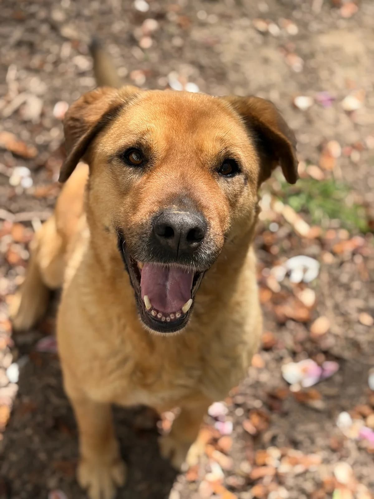 Leny, female senior Mixed Breed for adoption at Zorro - Dogsavior, Aerzen