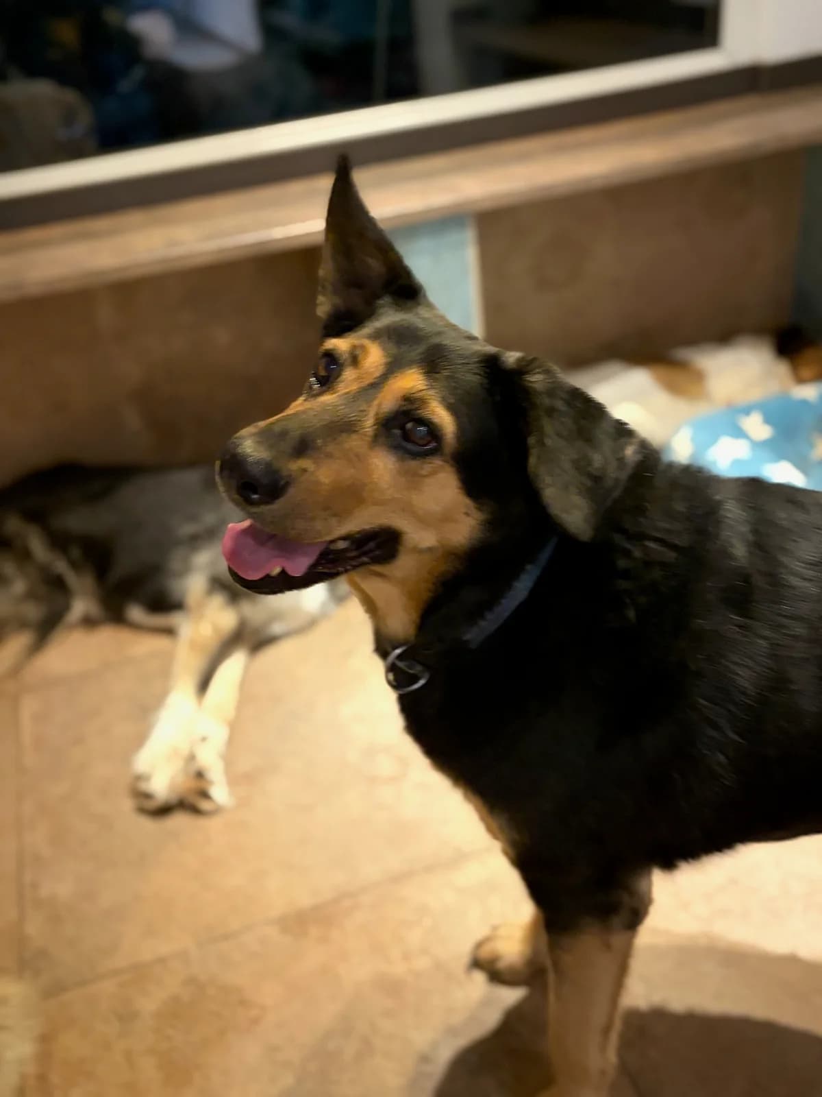 Lucy, female senior German Shepherd for adoption at Zorro - Dogsavior, Aerzen