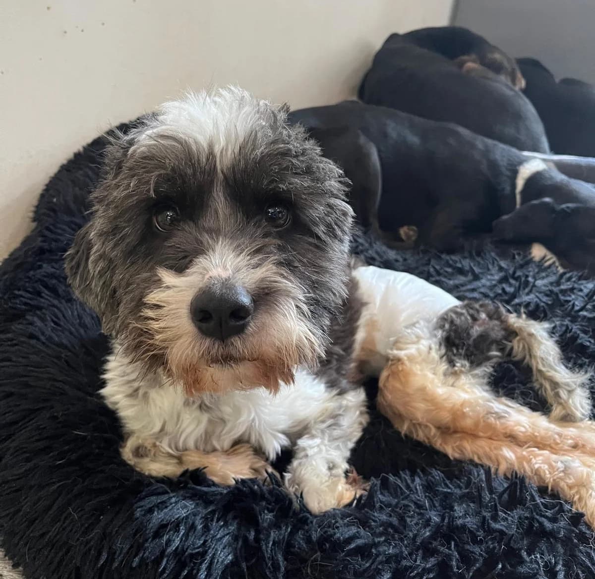 Noah, male 5yo Mixed Breed for adoption at Zorro - Dogsavior, Aerzen