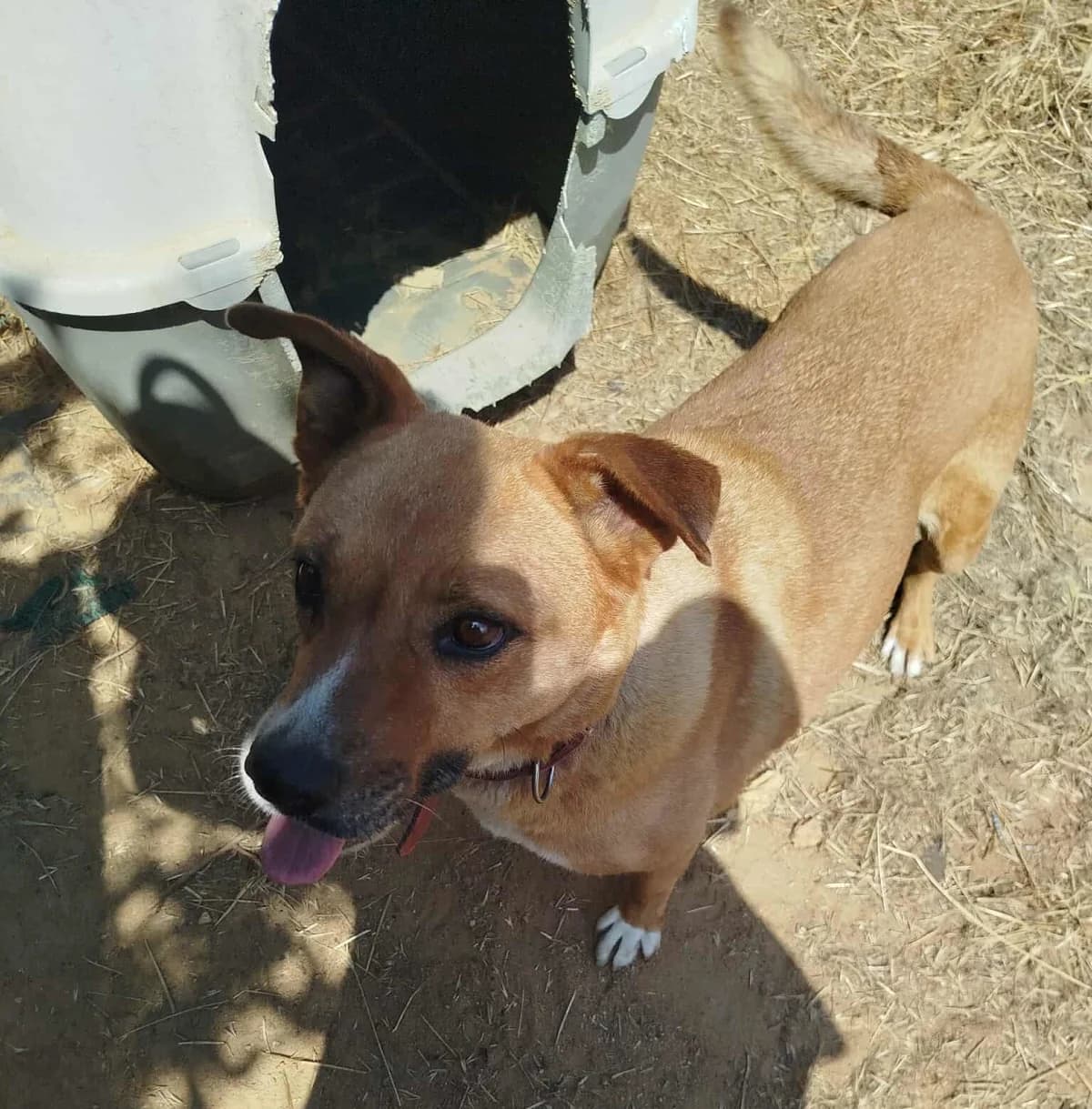 Saphia, Mixed Breed (Zorro - Dogsavior)