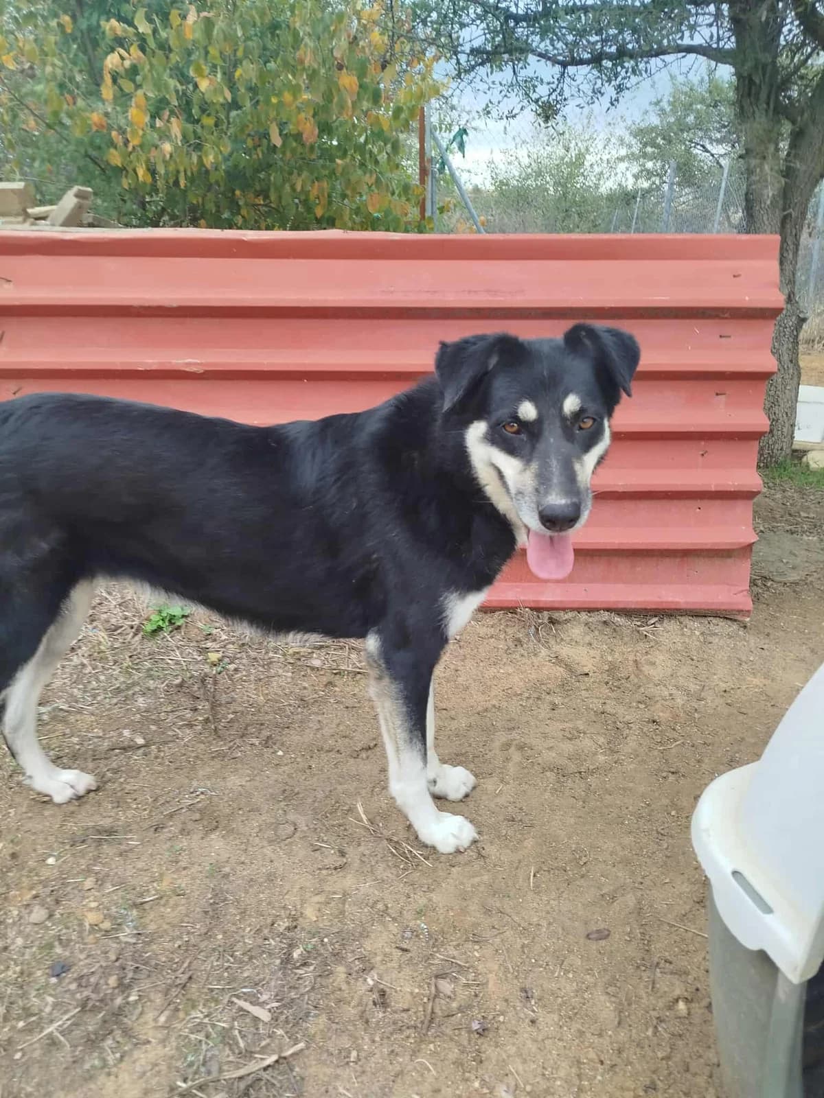 Tequila, female 7yo Mixed Breed for adoption at Zorro - Dogsavior, Aerzen