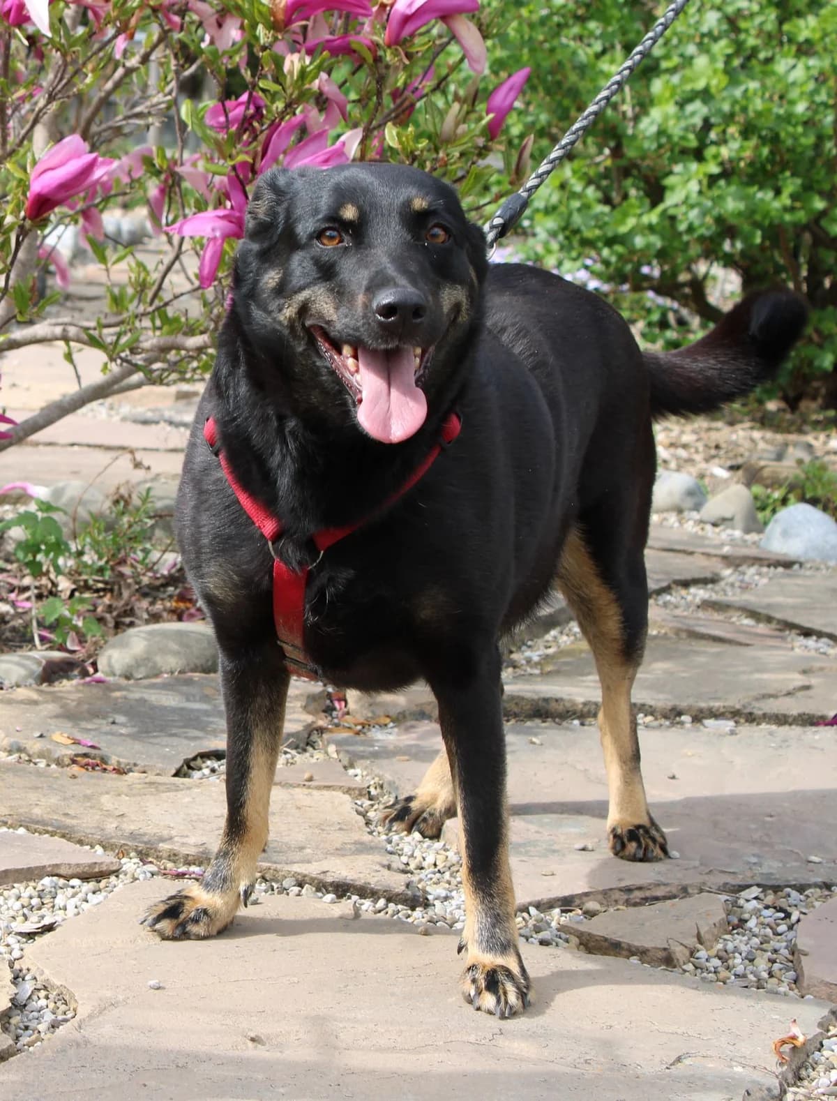 Skadi, female young Mixed Breed for adoption at Zuflucht für Tiere im Allgäu, Kempten
