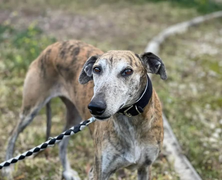 Bardina, female senior Mixed Breed for adoption at Zuflucht für Tiere im Allgäu, Kempten
