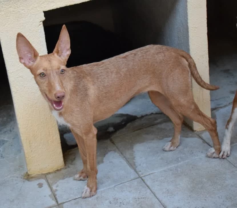 Nona, male 4yo Mixed Breed for adoption at Zuflucht für Tiere im Allgäu, Kempten