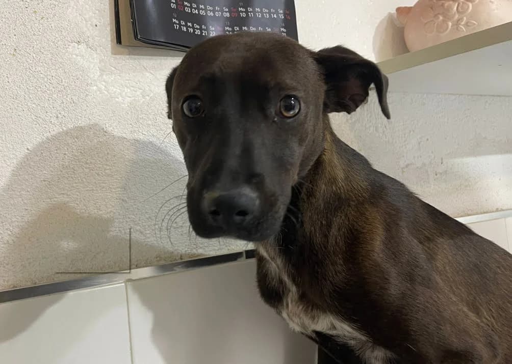 Vandall, female Mixed Breed for adoption at Zuflucht für Tiere im Allgäu, Kempten