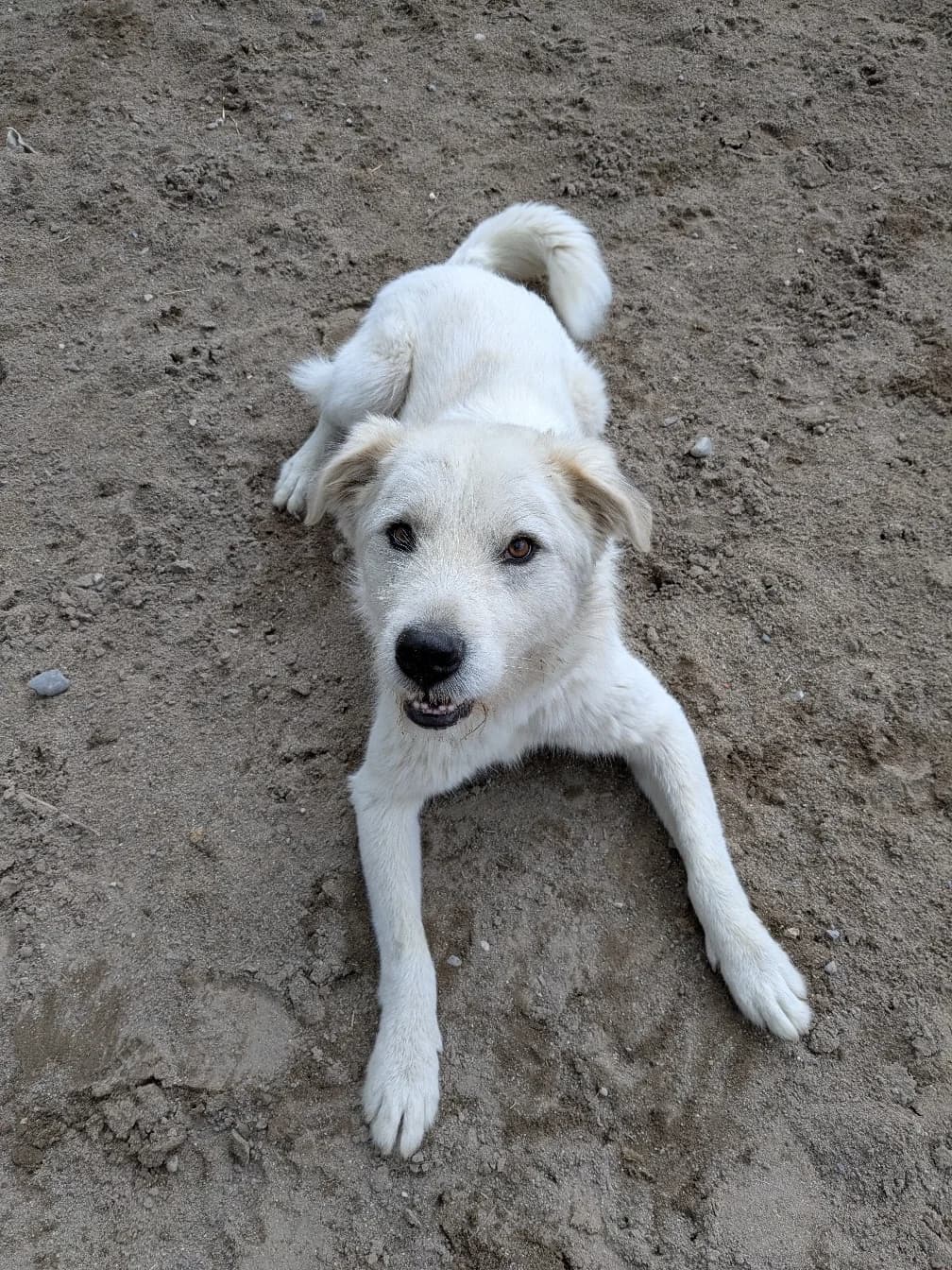 Teddy, male 4yo Mixed Breed for adoption at Zuflucht für Tiere im Allgäu, Kempten