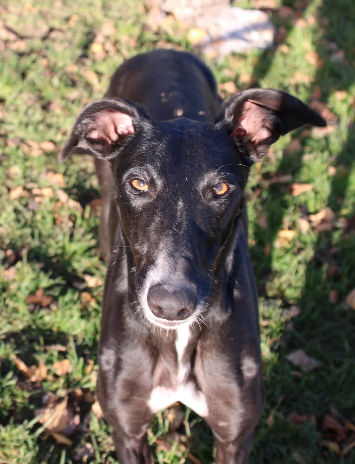 Hurricane, male 3yo Mixed Breed for adoption at Zuflucht für Tiere im Allgäu, Kempten
