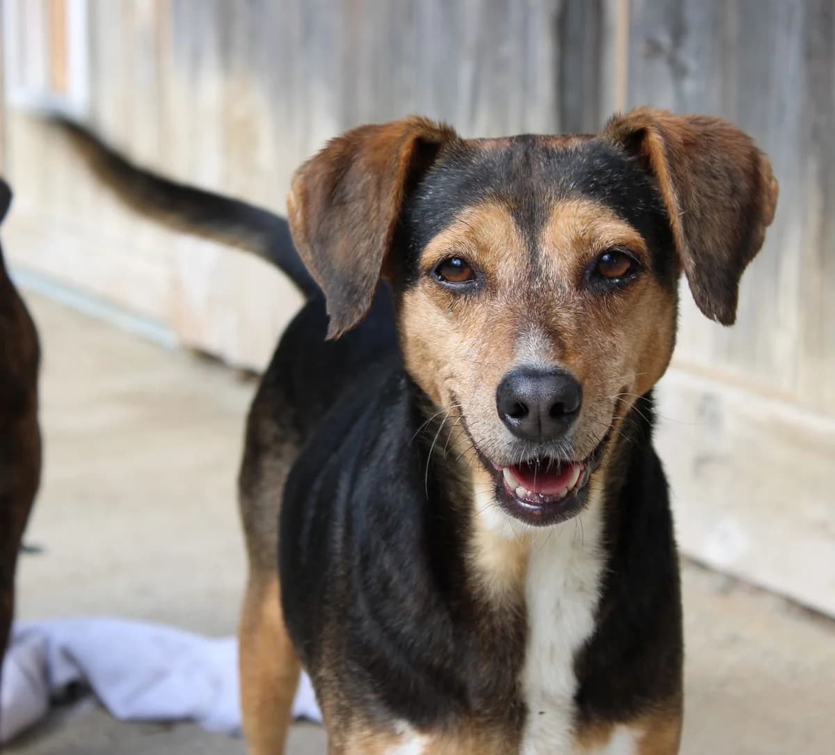 Mala Valentina, male senior Mixed Breed for adoption at Zuflucht für Tiere im Allgäu, Kempten