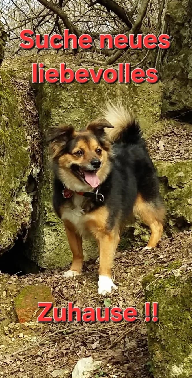 Lucky,  puppy Mixed Breed for adoption at Zuflucht für Tiere im Allgäu, Kempten